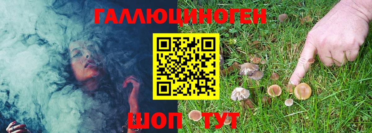 Галлюциногенные грибы Psilocybe Сочи